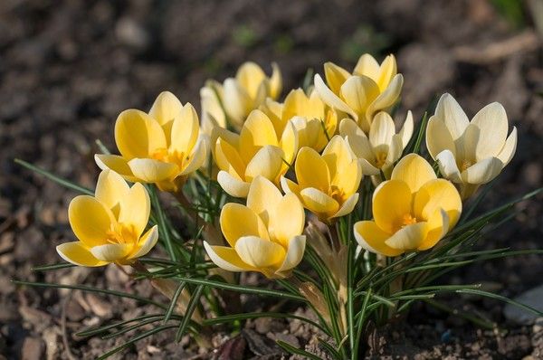 Belles images de fleurs