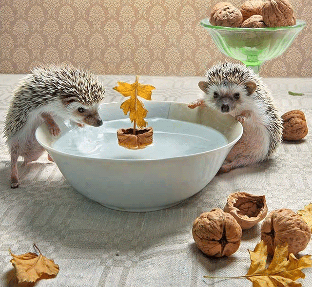 gifs divers Page 4