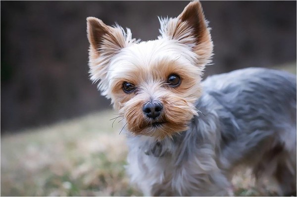 Belles images d'animaux