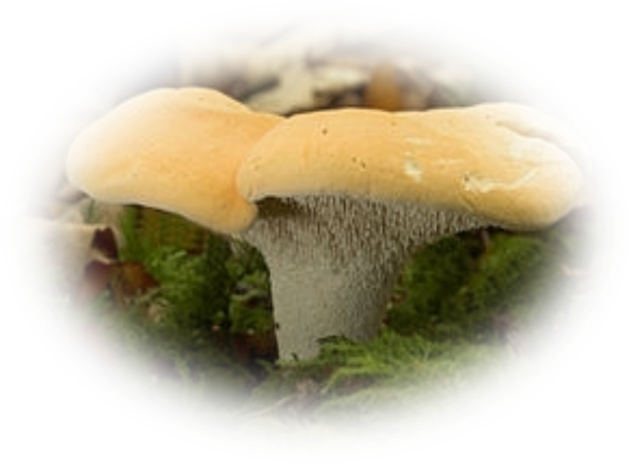 tubes champignons — free download