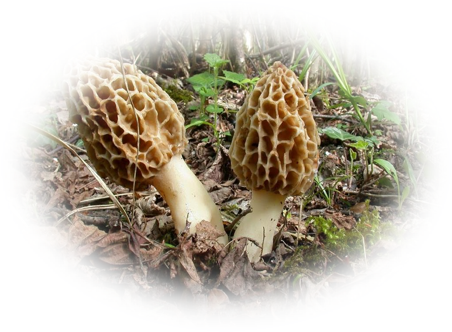 tubes champignons — free download