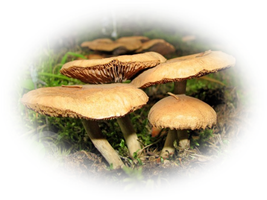 tubes champignons — free download