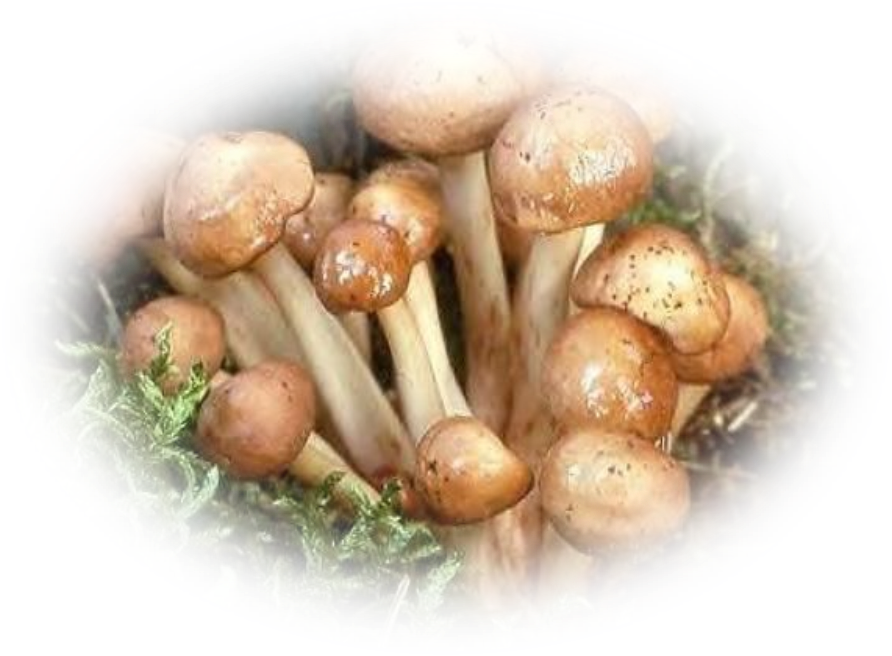 tubes champignons — free download