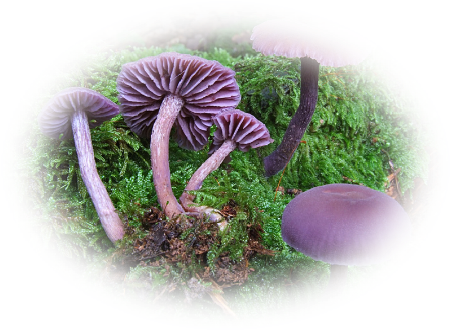tubes champignons — free download